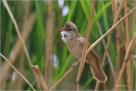 <p>RÁKOSNÍK VELKÝ (Acrocephalus arundinaceus) - Českolipsko --- /Great reed warbler – Drosselrohrsänger/</p>